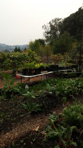 Cloverfield Organic Farm El Sobrante California | upickfarmlocator.com
